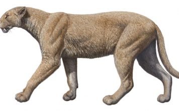 Махайрод — саблезубая кошка