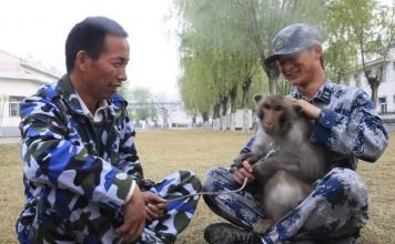 Обезьяны помогают ВВС Китая в борьбе с птицами