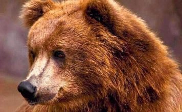 В Комсомольске-на-Амуре медведь поселился на кладбище