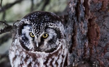 Мохноногий сыч — хозяин темнохвойной тайги