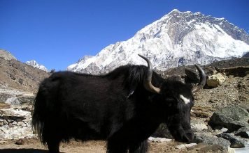 Монгольский бык или дикий як