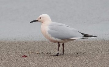 Морской голубок — изящный властелин небес