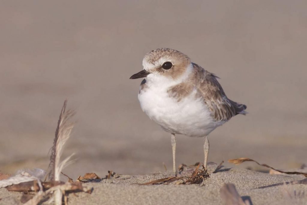 Морской зуек (Charadrius alexandrinus).