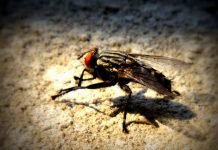 Брейк-данс в исполнении мухи взорвал интернет