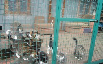 Пермская пенсионерка завещала все свои сбережения кошкам