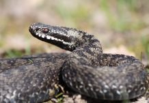 В Петрозаводске отец оставил детей наедине с гадюкой