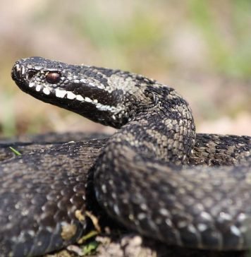 В Петрозаводске отец оставил детей наедине с гадюкой