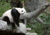 Ученые: панды выработали свой «режим дня»