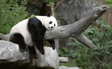 Ученые: панды выработали свой «режим дня»