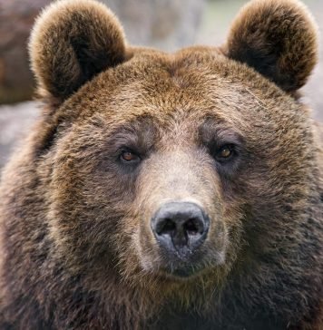 На Курилах местные жители переехали на джипе бурого медведя