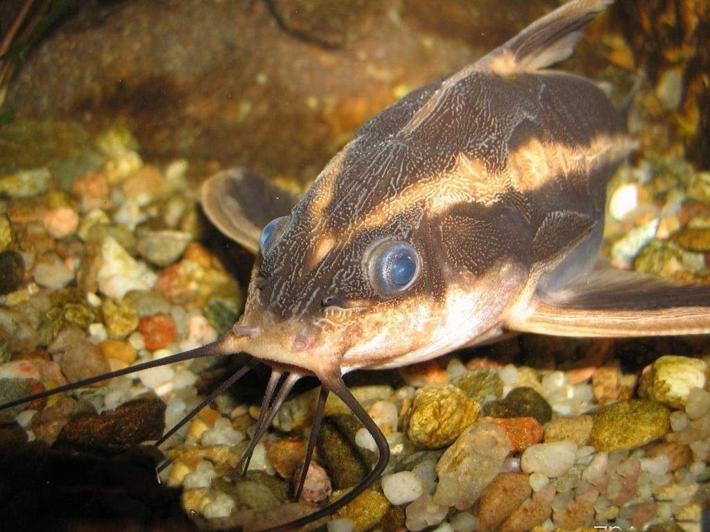 Полосатый платидорас (Platydoras costatus).