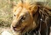 В Зимбабве турист встретил полосатого льва