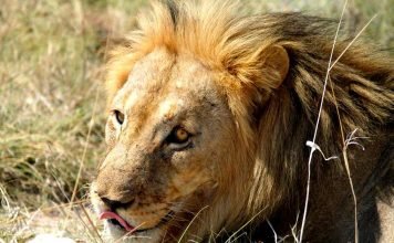 В Зимбабве турист встретил полосатого льва
