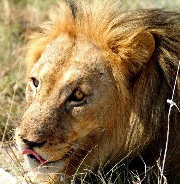 В Зимбабве турист встретил полосатого льва