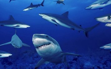 Шведская популяция акул находится на грани вымирания