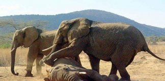 25 удивительных фактов в поведении животных: от странностей к закономерностям