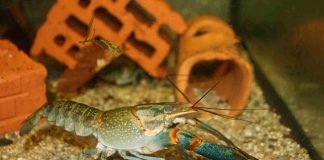 Пресноводные раки и их жизнь в аквариумах