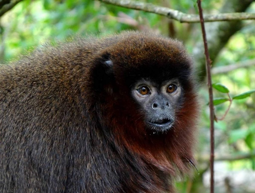 Прыгун (Callicebus).