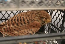 В Крыму мурманские туристы спасли редчайшего сокола