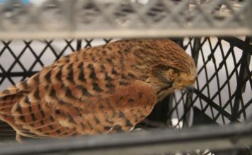 В Крыму мурманские туристы спасли редчайшего сокола