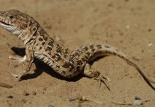 Разноцветная ящурка в дикой природе и как домашний питомец