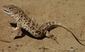 Разноцветная ящурка в дикой природе и как домашний питомец