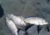 Жара в Ростовской области привела к массовой гибели рыбы