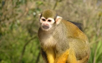 Саймири или «мертвая голова»