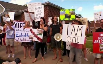 Американские зоозащитники требуют от властей выдать убийцу льва Сесила