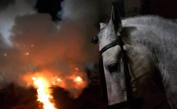 В Кировоградской области лошади сгорели вместе с конюшней