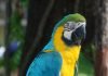 Сине-желтый ара — один из самых ярких попугаев