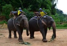 В Таиланде слон с туристами на спине убил погонщика и сбежал