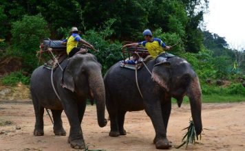 В Таиланде слон с туристами на спине убил погонщика и сбежал