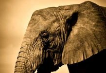 В Танзании слон спас маленького мальчика от обезьян