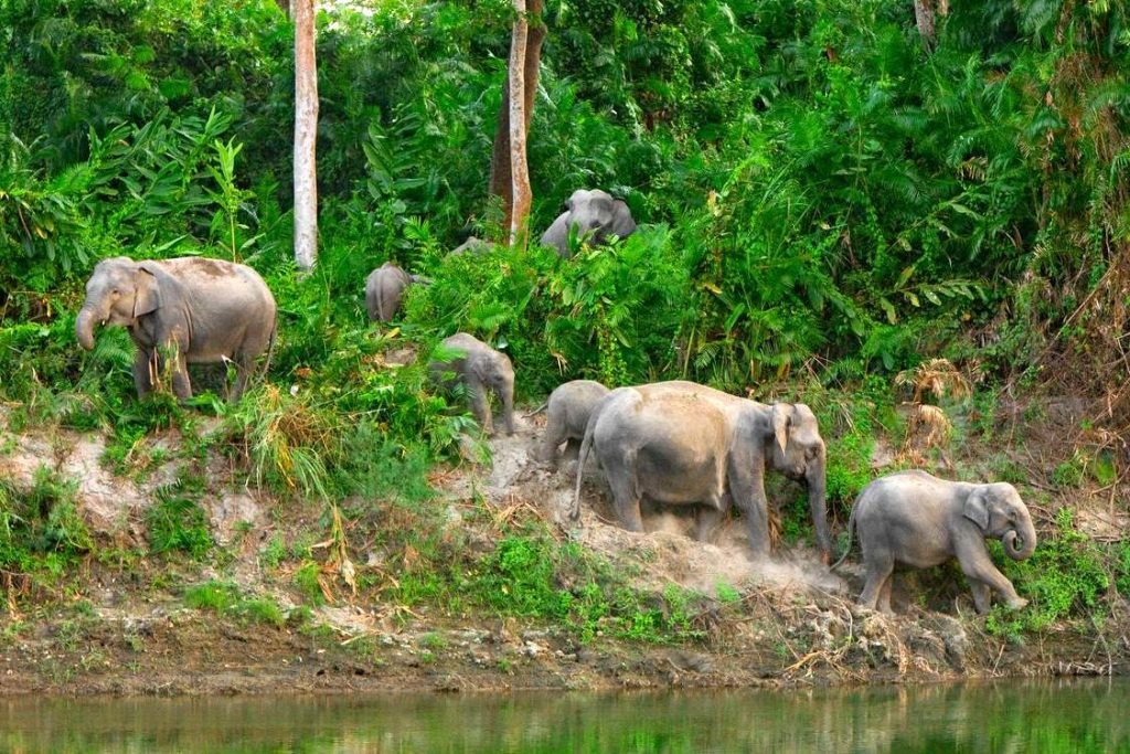 Стадо охраняемых слонов подкармливаются и пьют воду из реки в Национальном парке Казиранга, Индия.