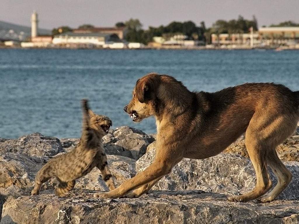 Кошки выжили собак.