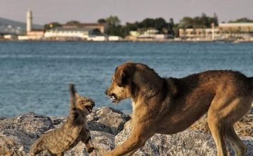 Ученые: многие виды древних собак вымерли из-за кошек