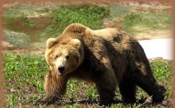 Спасаясь от медведя, сотрудник ГИБДД застрелил брата