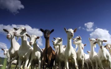 В Мексике олень спас стадо коз от чупакабры