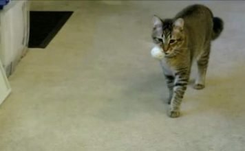 Американец изобрел для своей кошки симулятор охоты