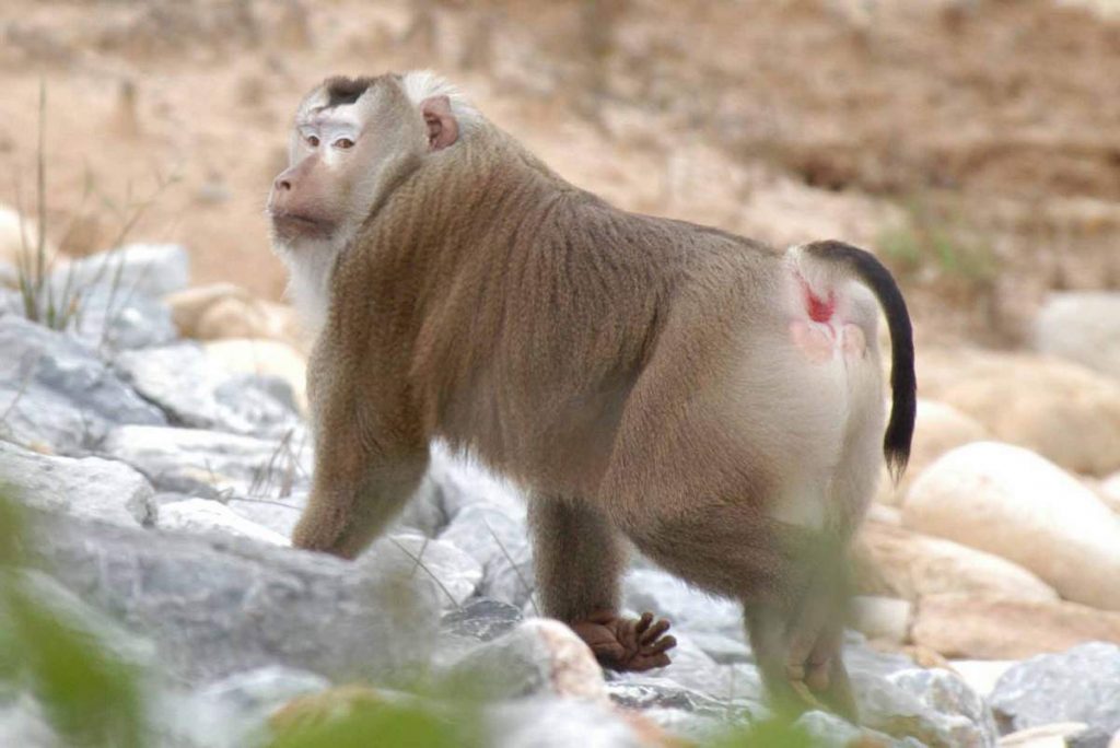 Свинохвостый макак или лапундер (Macaca nemestrina).