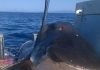 В Австралии поймали гигантскую шестиметровую акулу