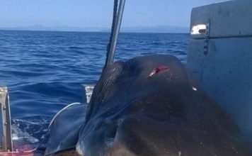 В Австралии поймали гигантскую шестиметровую акулу