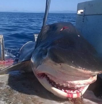 В Австралии поймали гигантскую шестиметровую акулу