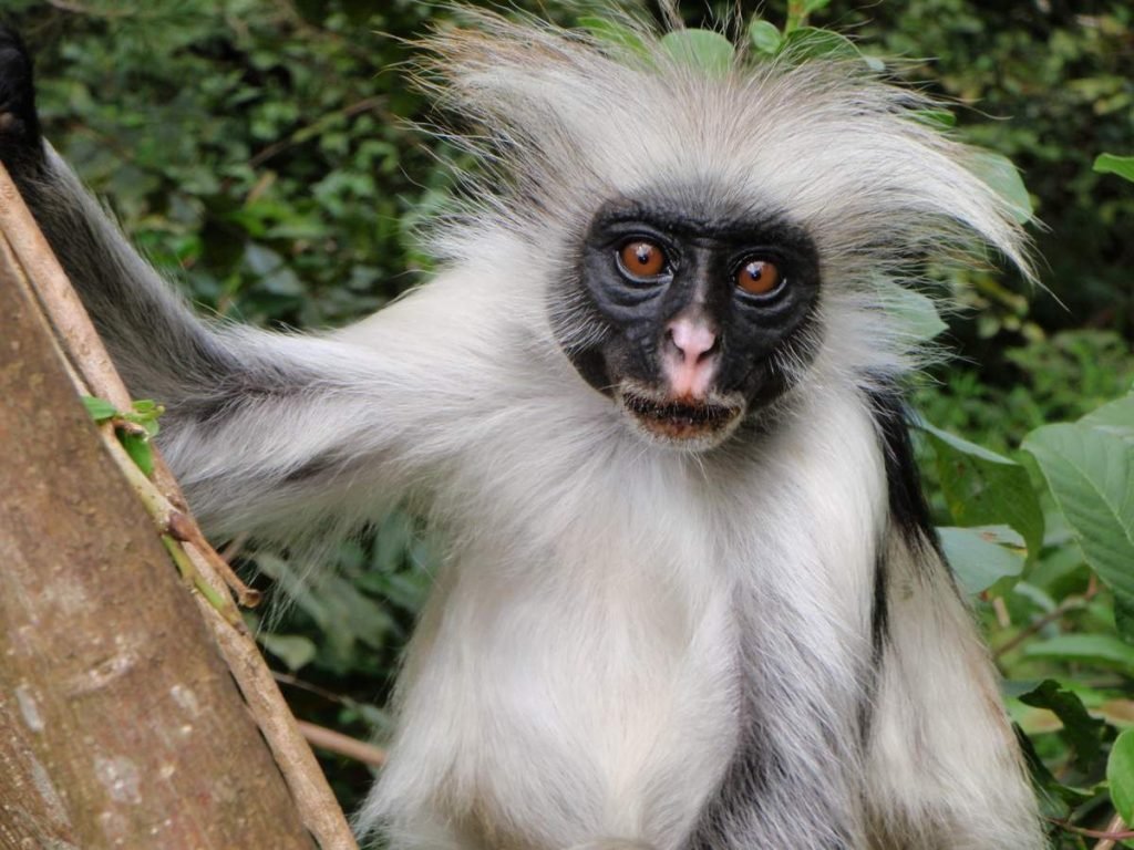 Колобус (Colobus).