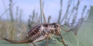 Толстун Палласа — в меру упитанный кузнечик