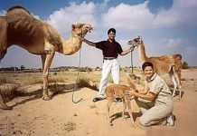 Верблюлама или кама — кого скрестили на этот раз?