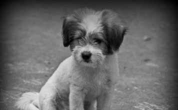 В Магадане пьяный ветеринар убил щенка на глазах у детей