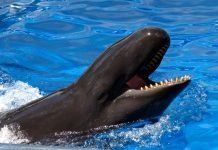 Вольфин — результат скрещивания касатки и дельфина