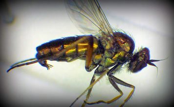 В Англии объявилась муха, считавшаяся вымершей 150 лет назад